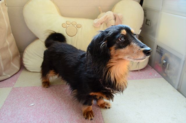 「それ何？」「遊ぼうよ！」ルパンのこんな顔が見れるのが幸せだった。