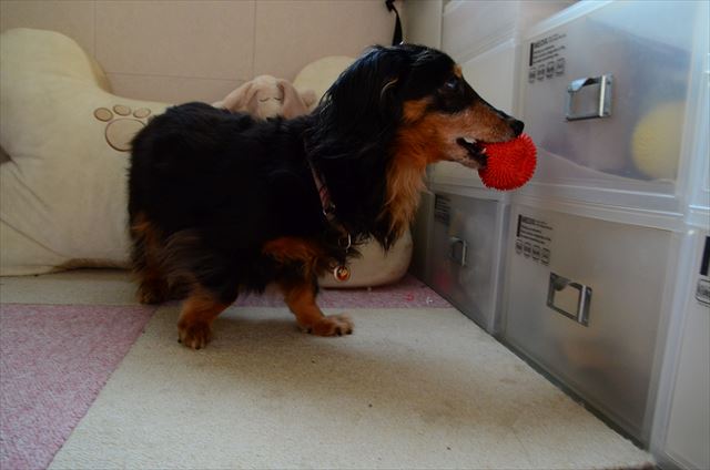 見つけたなぁ。ルパンの大好きなボール、よく見つけね！