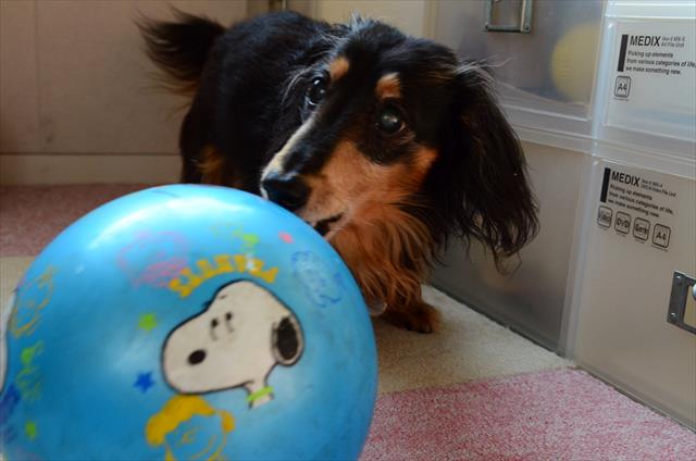 サッカーだよ。上手上手！ここまで運んで！