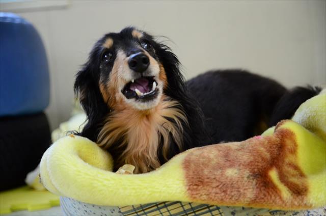 ガムも終わりかけ。最後大きいままゴックンしちゃうんじゃないか、喉に詰まらせないか、いつもハラハラしてた。