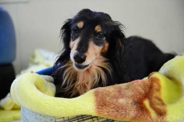 ルパンの好きなマットと毛布、そしてガム。ご機嫌だね。よかったね。