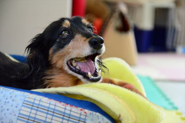 ガム噛んでごきげん♪最後ゴックンして喉詰めないで・・