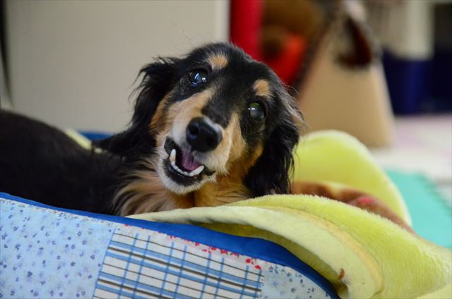 スベスベ毛布の上でご機嫌。ガム噛んでご機嫌。