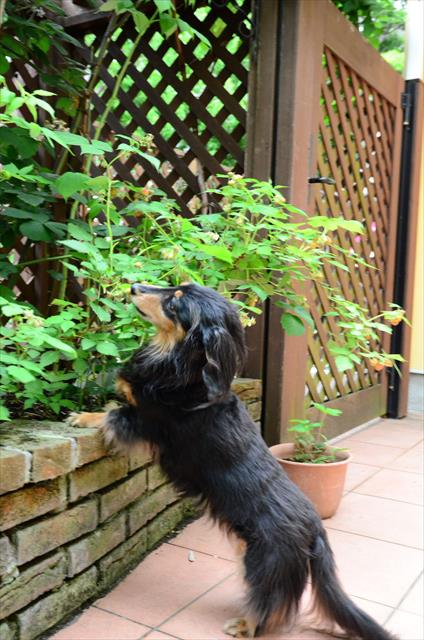 ラズベリー大好きだったね。自分で取れるように低いところに実がつくようにしてたっけ。