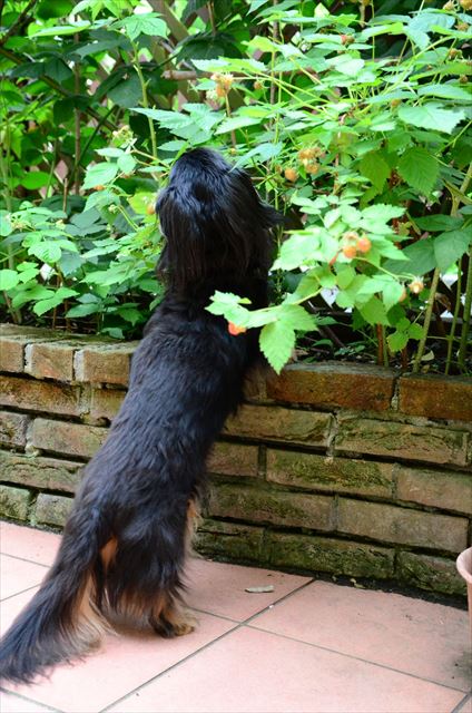 キュートな後ろ姿。ラズベリー、まだ赤くならないねぇ。