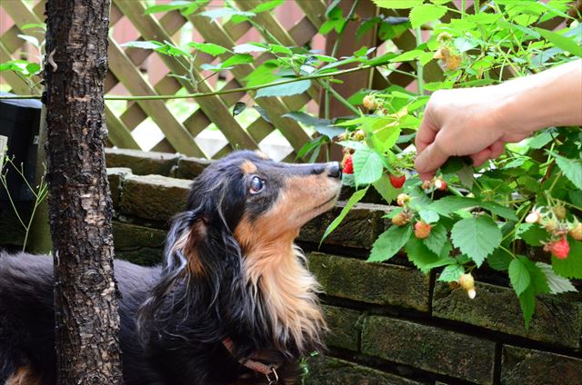 ほら、ルパンの大好きなラズベリーだよ。