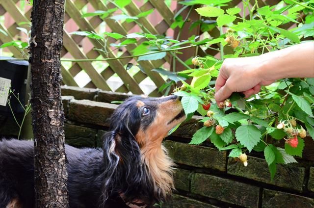 自分で取ってごらん！