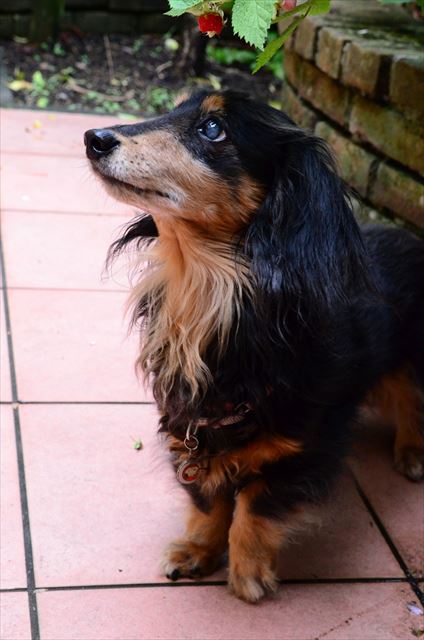 ルパン、かわいいな・・