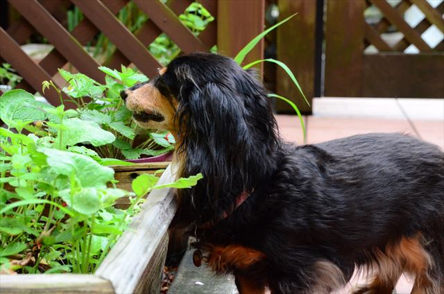 ルパンのために育てた苺。食べてる食べてる♪♪♪