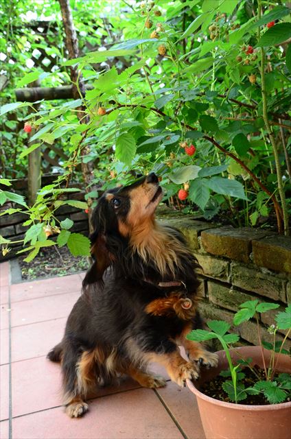 庭は様変わりしたけれど今でもルパンの庭だからね。