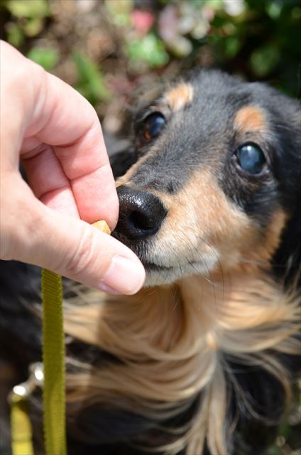 おりこうちゃん。ごほうびあげるよ。おりこうちゃん。