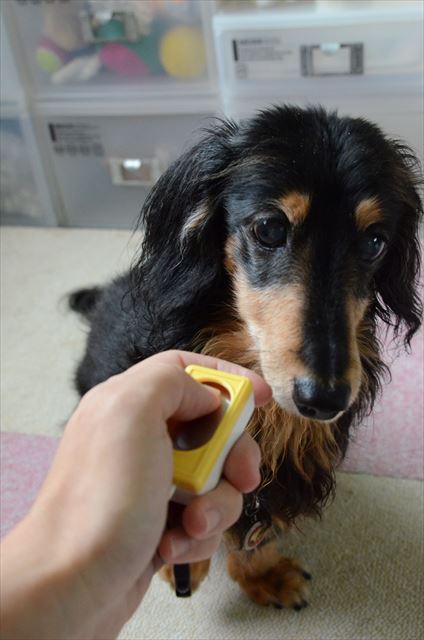 ルパン私と遊んでくれてありがとね。ホントにホントにありがとね。