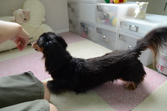 ふせ♪ ルパンと遊ぶこと以上に楽しいこと、未だに見つからないよ、ルパン・・。