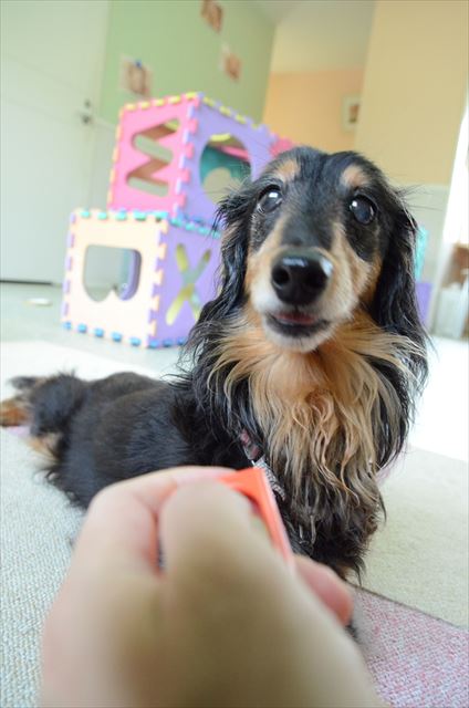 元気で、好奇心強くて、ちょっとワルで・・ルパンと遊ぶの大好きだったな。