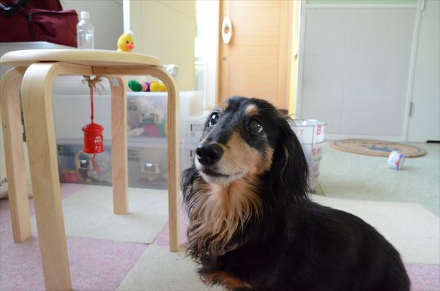 「チリンチリン♪って言ってみて！ボク上手にできるよ」