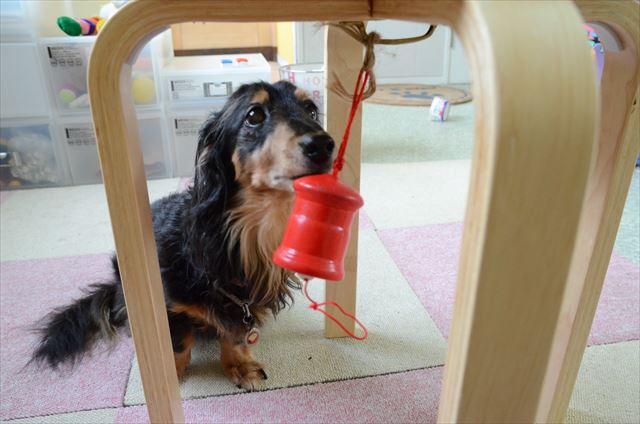 「遊ぼうよ」鳴らして教えてくれたね。うれしかった。ルパンと通じ合えて幸せだった。