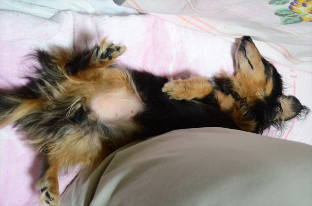 わお！よく寝てる。