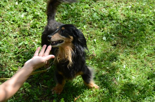 追いかけっこだよ。ほら、こっちこっち！