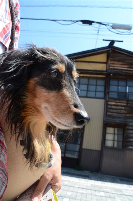 夏休み。ルパンはいつでも私の左肩に。幸せだった。もっと一緒にいたかった。