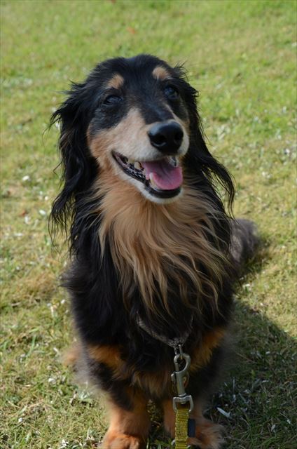 ルパン、笑顔をたくさんありがとう。いつも一緒にいてくれてありがとう。