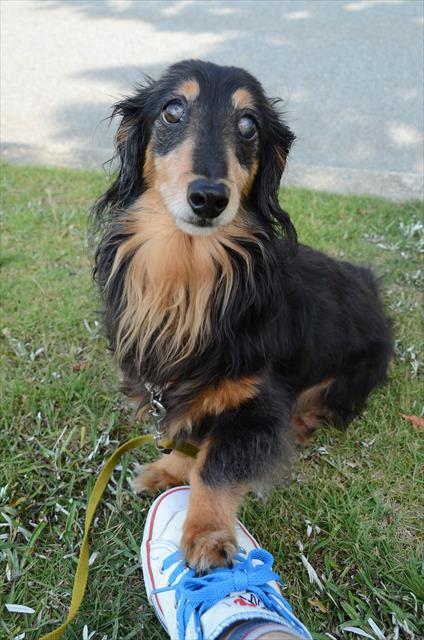 「ごほうびちょうだい！」。ルパンのかわいい足の感触、今でも忘れられない。