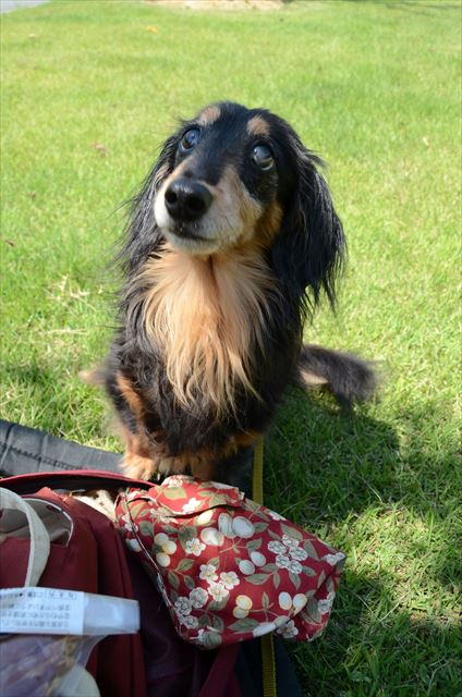 うんうんわかってるよ、ごほうびだよね？イイコに待ててエライね・・。