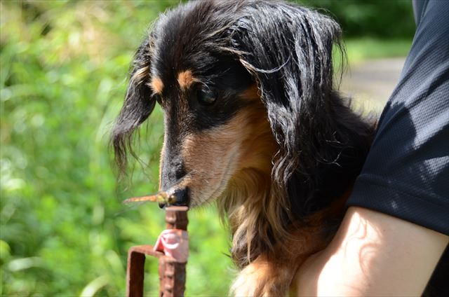 ほらトンボだよ！夏のルパンは、夏休みの子供みたいだった。