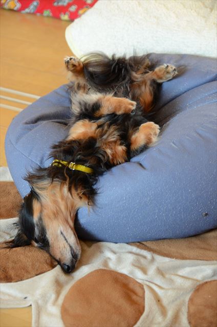 暑いよねぇ。ゆっくりお昼寝しな。