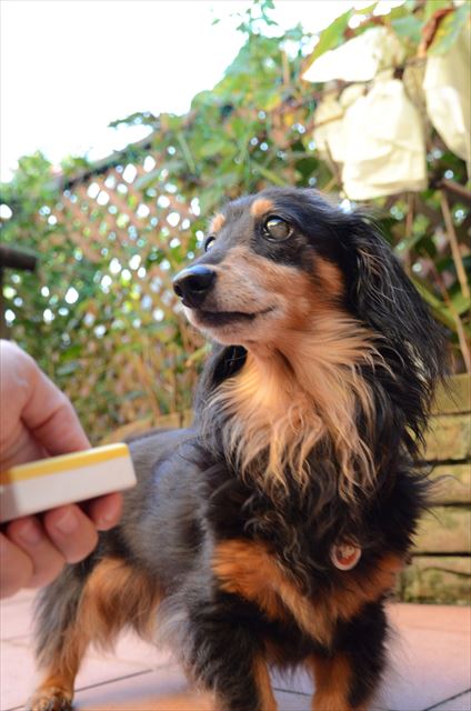 クリッカー、ぶどう。素敵な思い出をたくさんありがとう、ルパン。