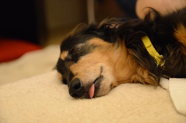 爆睡。舌が出てるのは熟睡の印！