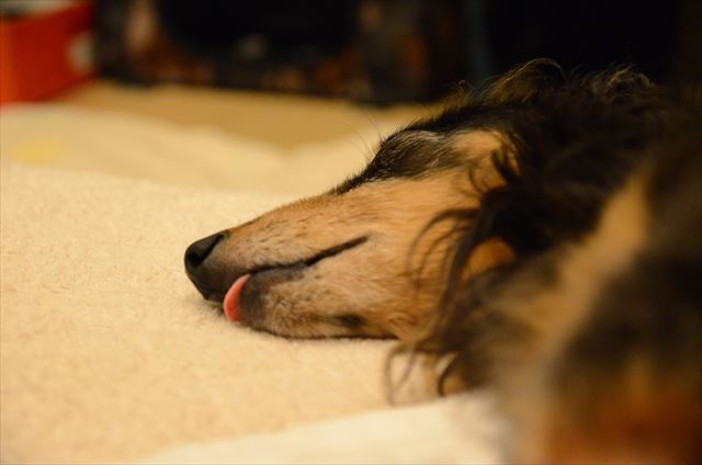 よく寝てる・・。いい夢見てね。夢の中でも楽しくね。