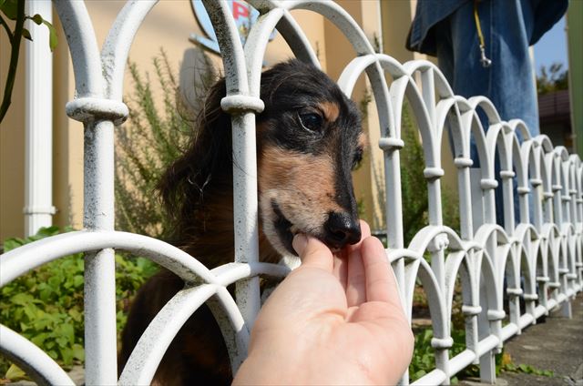 いいこだね。おやつあげるよ。