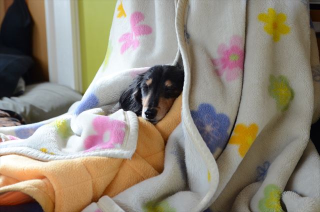 papaのひざの上！あったかいね。ルパンは頭いいね。