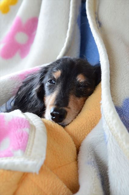 あったかそうだねぇ。それは一体どこなの？