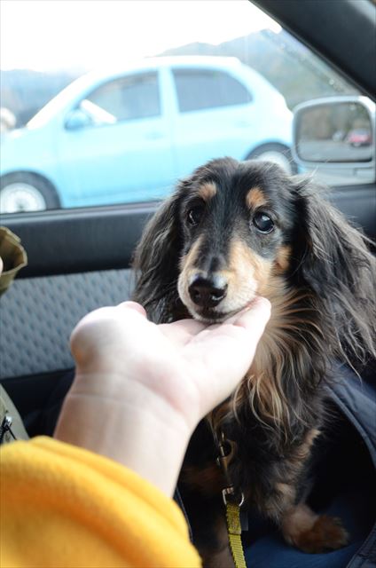 子犬の頃も晩年も。かわいい。ルパンみたいに年を重ねられたらな。